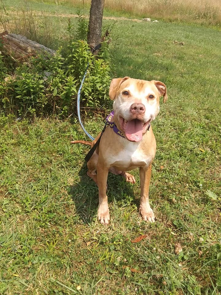 Enlarge Coney, a Adoptable mixed breed in Stuarts Draft, VA image 2/4