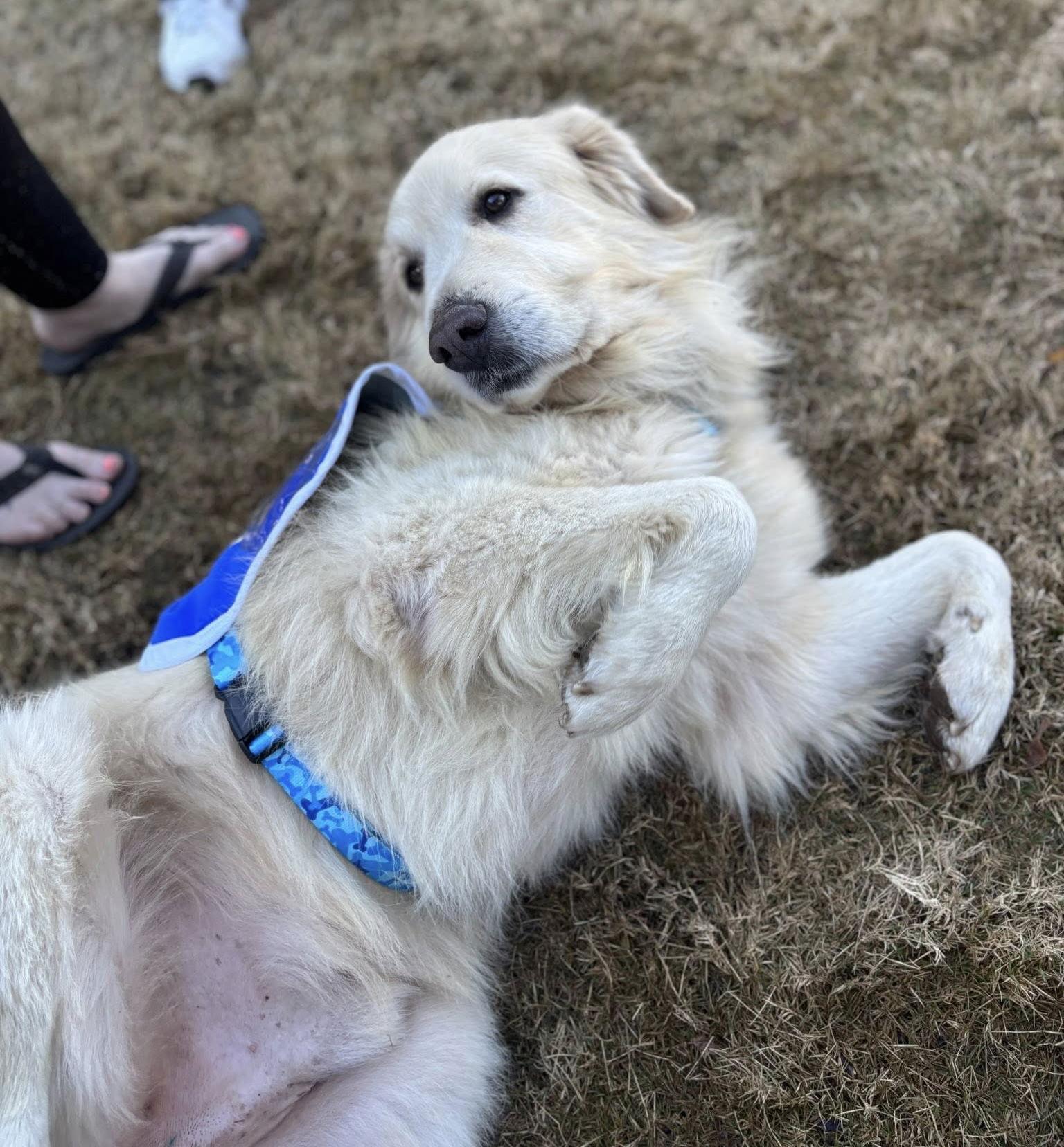 Enlarge Jamie, a Adoptable Great Pyrenees in Garland, TX image 1/3