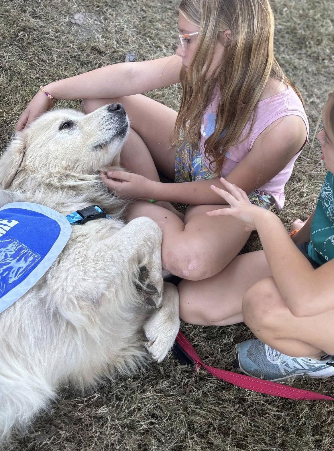 Jamie, a Adoptable Great Pyrenees in Garland, TX image 1/3