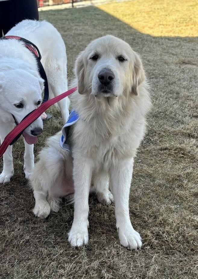 Jamie, a Adoptable Great Pyrenees in Garland, TX image 2/3
