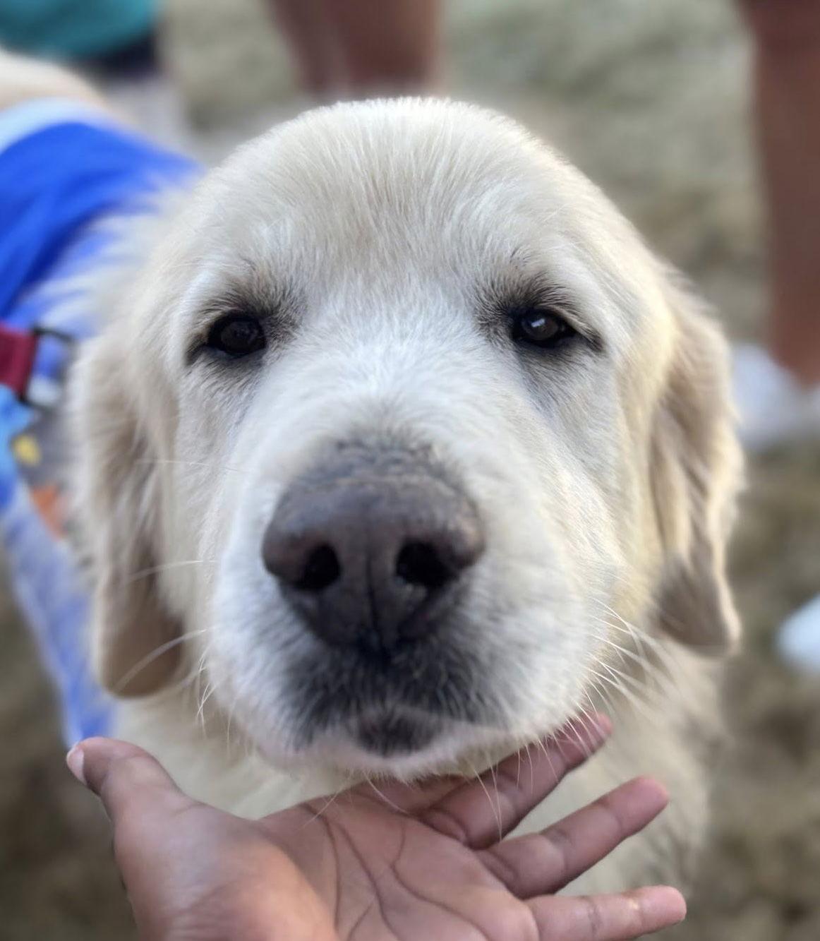 Jamie, a Adoptable Great Pyrenees in Garland, TX image 3/3