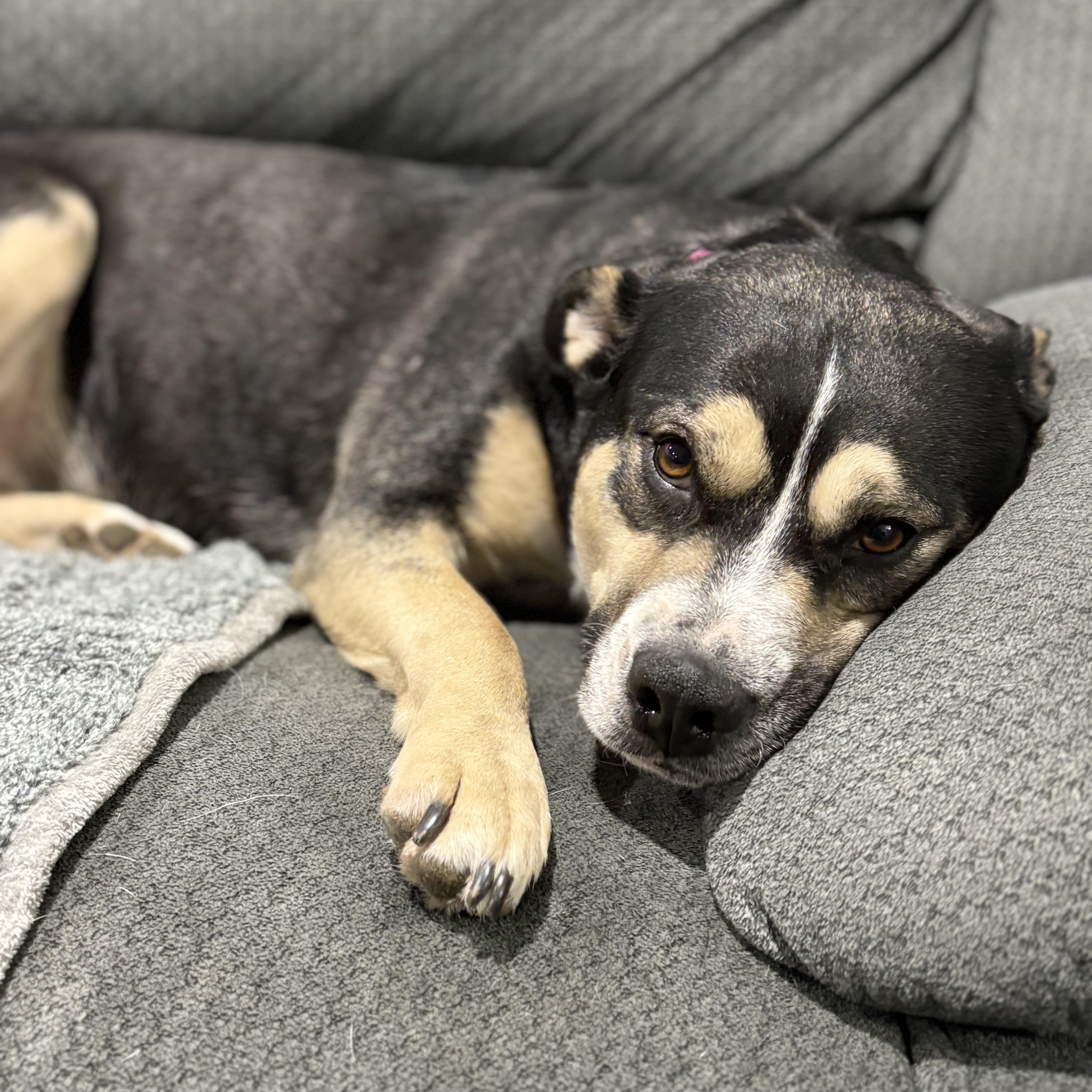 Enlarge Bunny, a Adoptable mixed breed in Madison, VA image 4/5