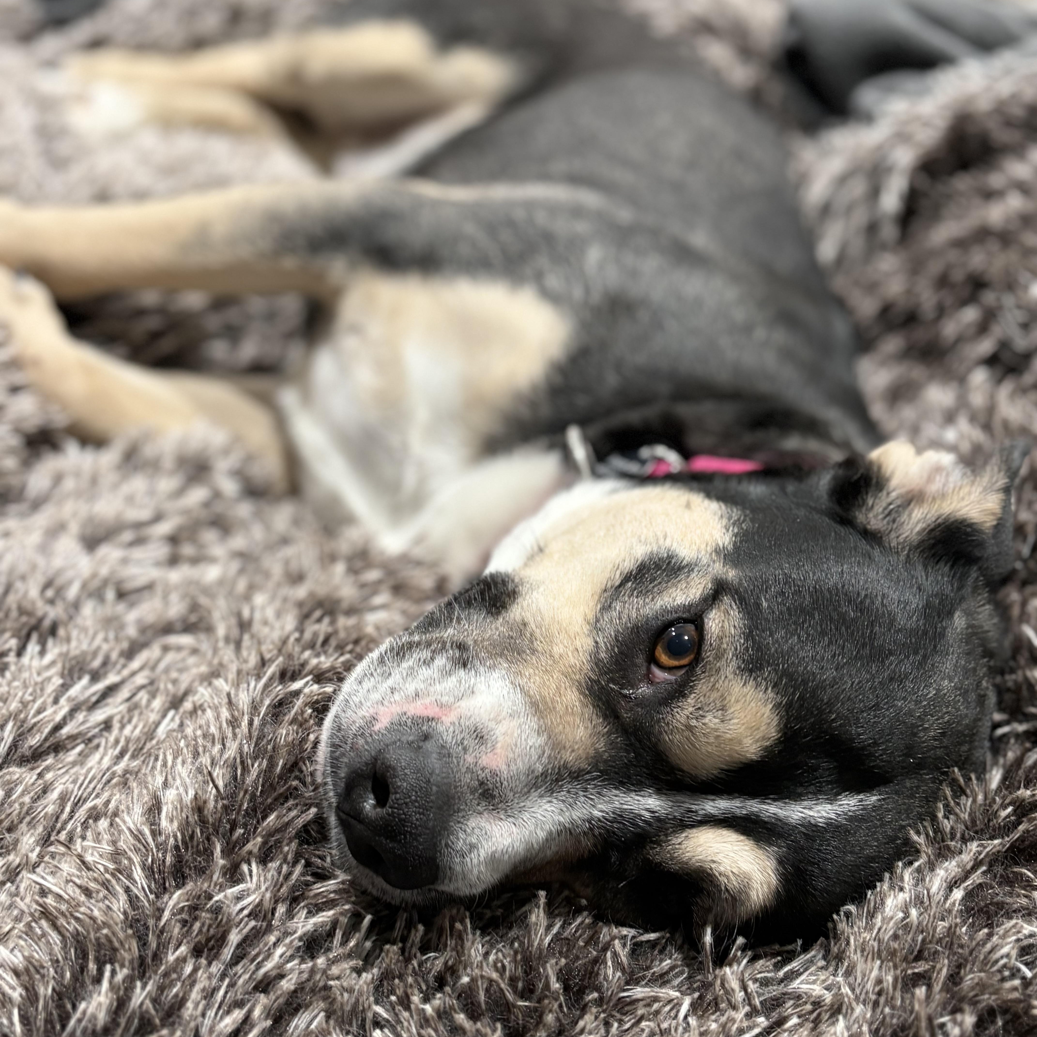 Enlarge Bunny, a Adoptable mixed breed in Madison, VA image 2/5