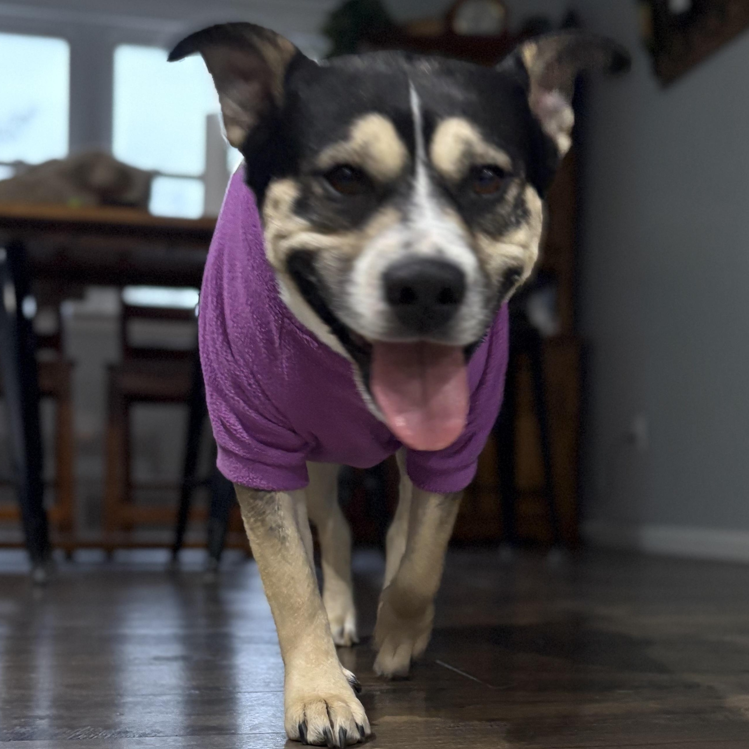 Enlarge Bunny, a Adoptable mixed breed in Madison, VA image 1/5