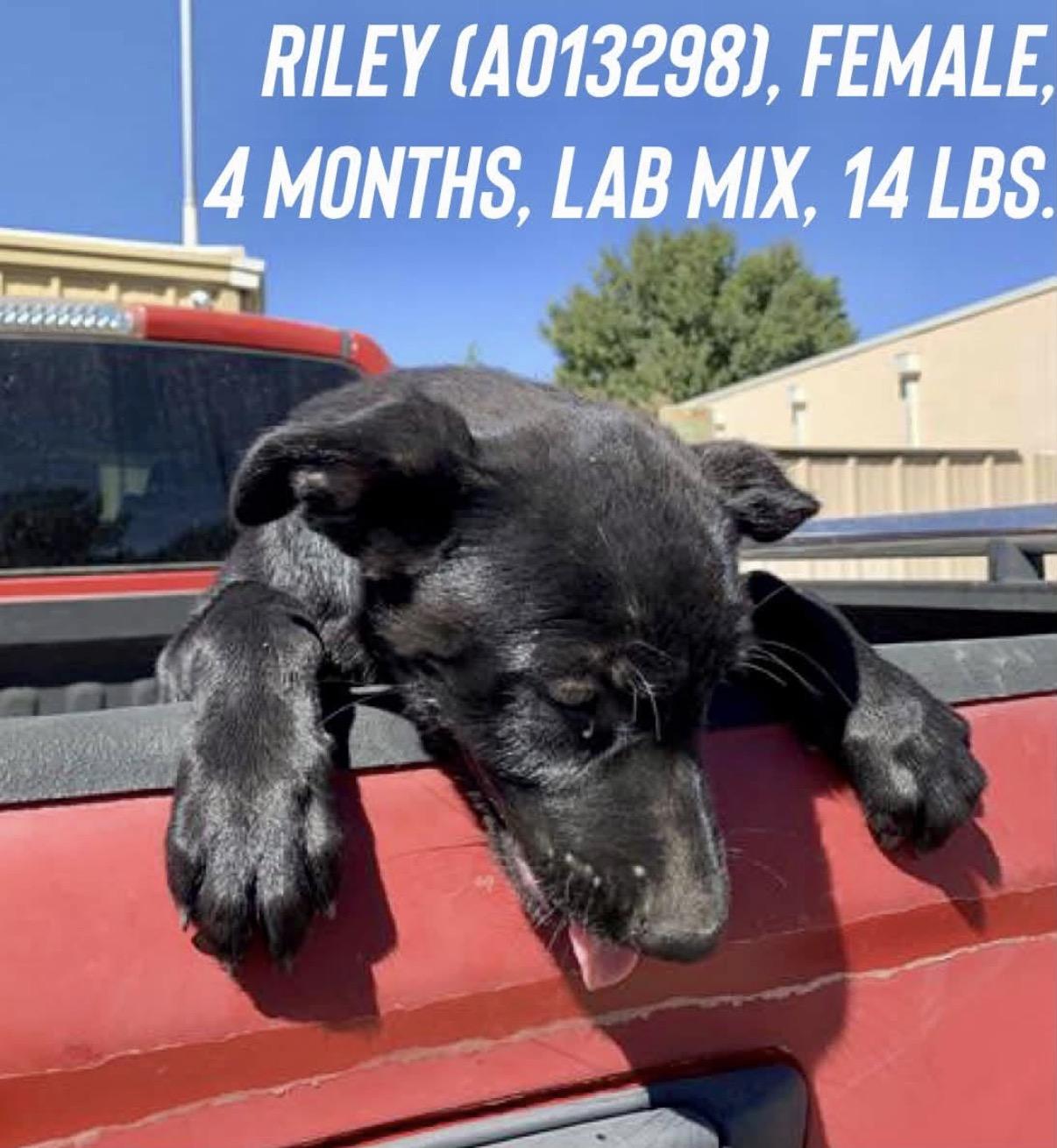 Enlarge Riley, a Adoptable mixed breed in Loveland, CO image 1/1