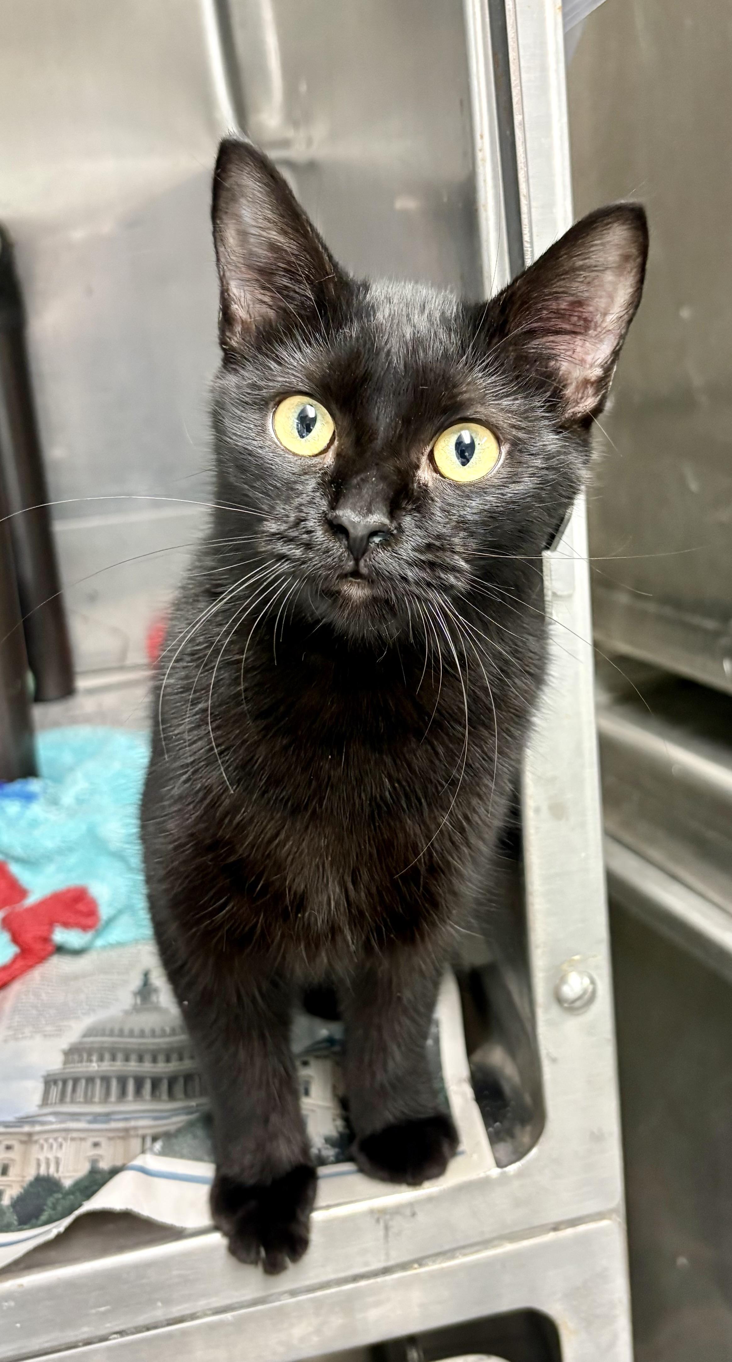 Enlarge Elvira, a Adoptable mixed breed in Charles City, IA image 2/3