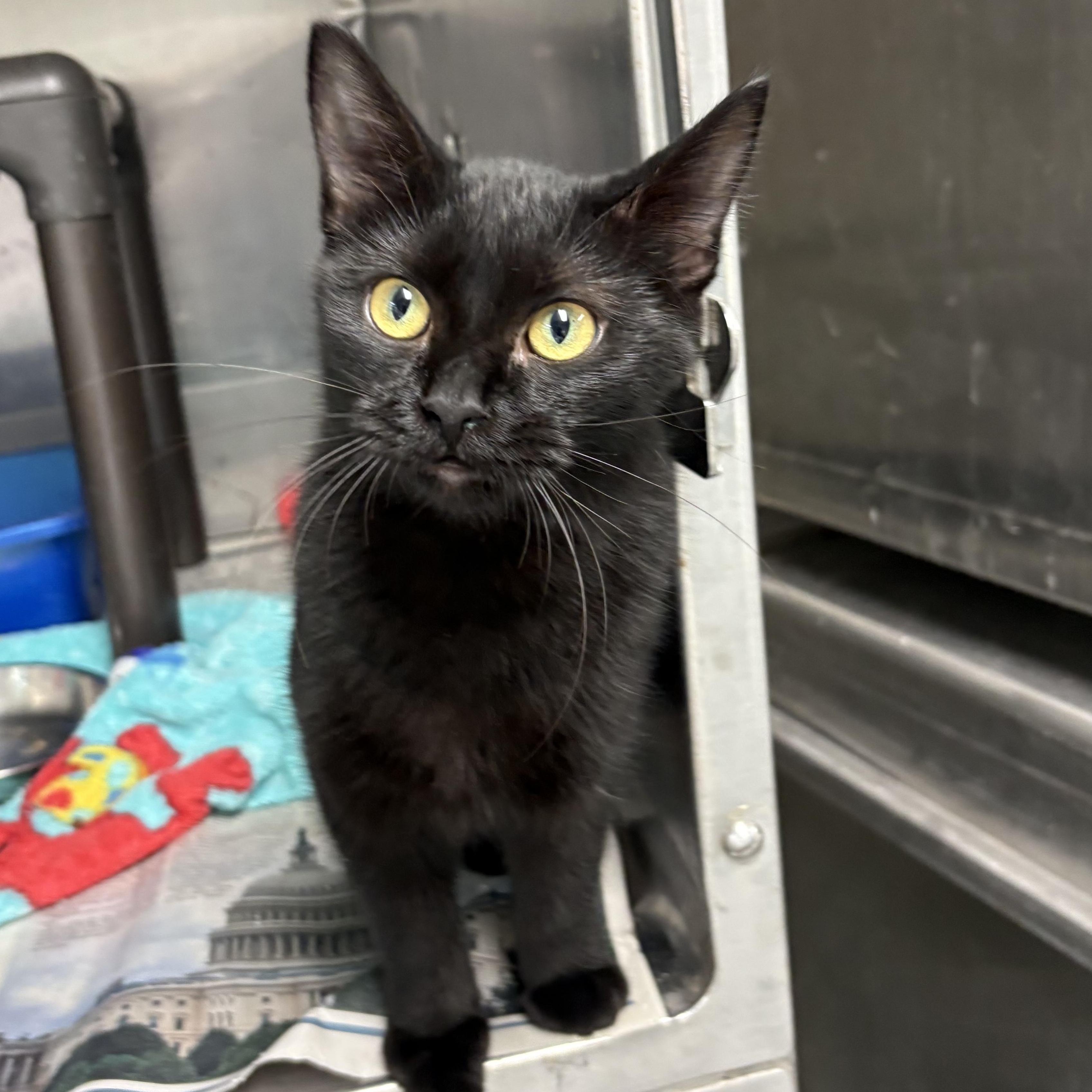 Enlarge Elvira, a Adoptable mixed breed in Charles City, IA image 3/3