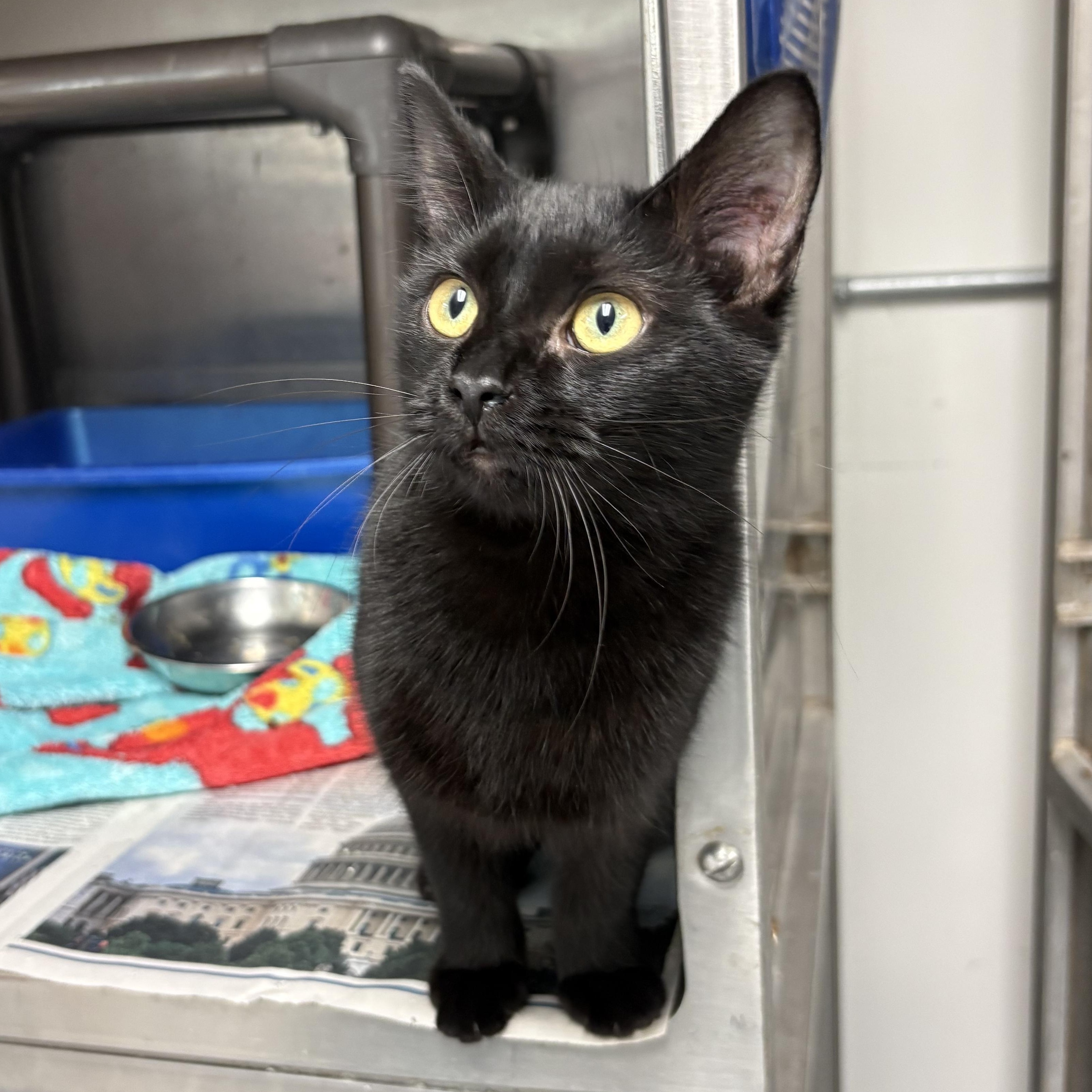 Elvira, Adoptable, Young Female Domestic Short Hair.