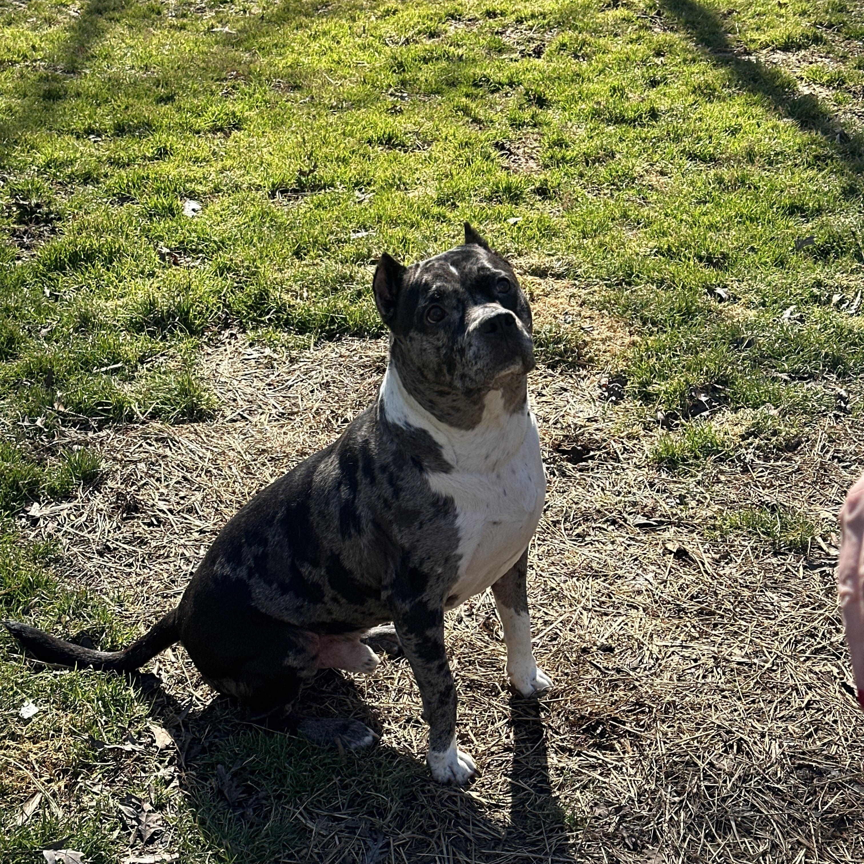 Enlarge Bluey, a Adoptable mixed breed in Roswell, GA image 4/4