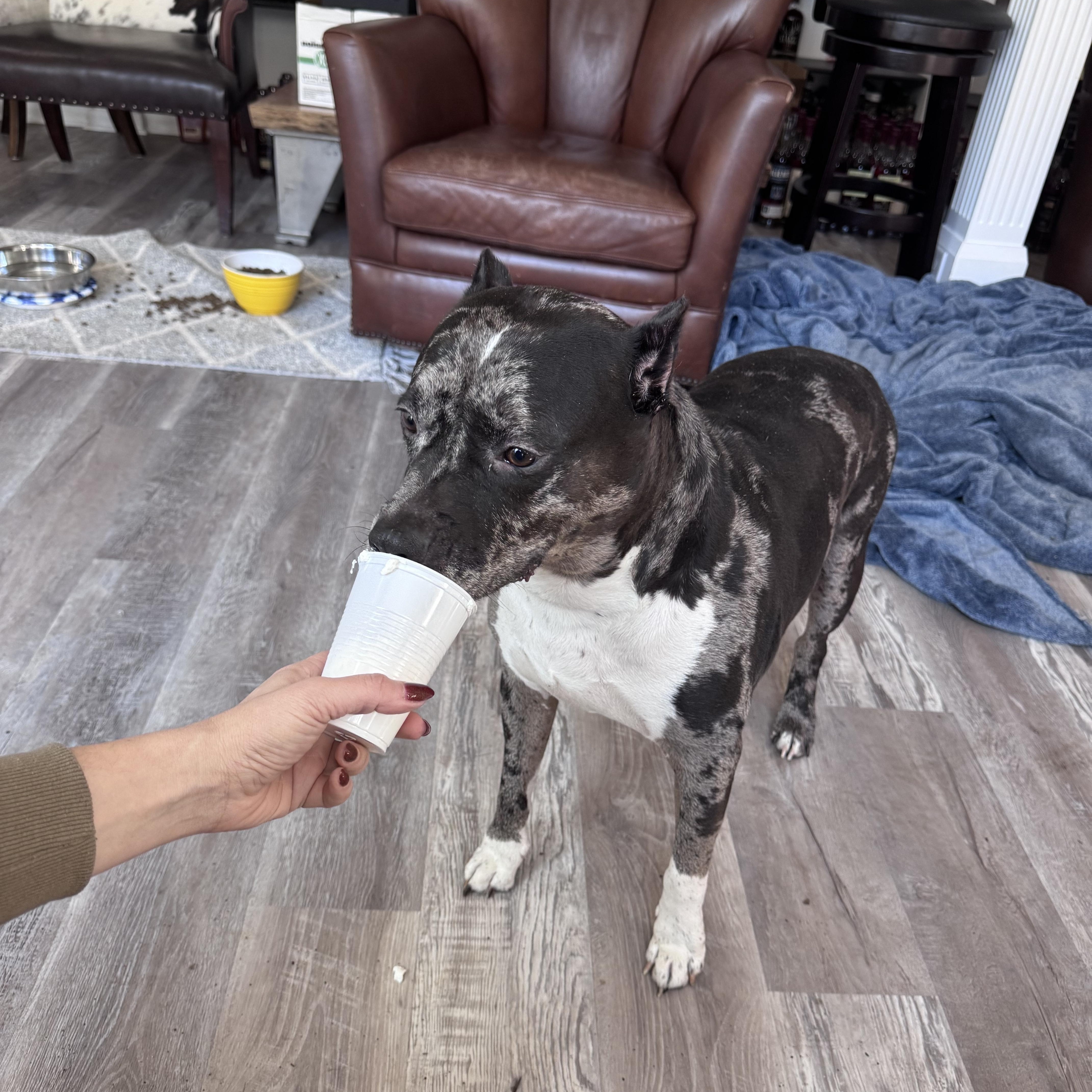 Enlarge Bluey, a Adoptable mixed breed in Roswell, GA image 3/4