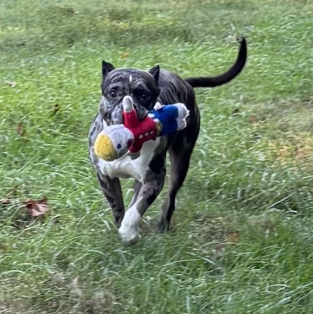 Bluey, Adoptable, Senior Male Pit Bull Terrier & American Bully.