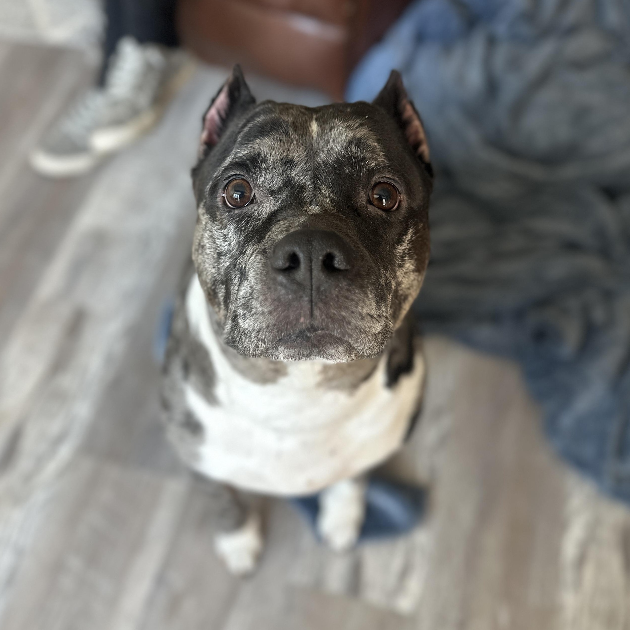 Enlarge Bluey, a Adoptable mixed breed in Roswell, GA image 1/4