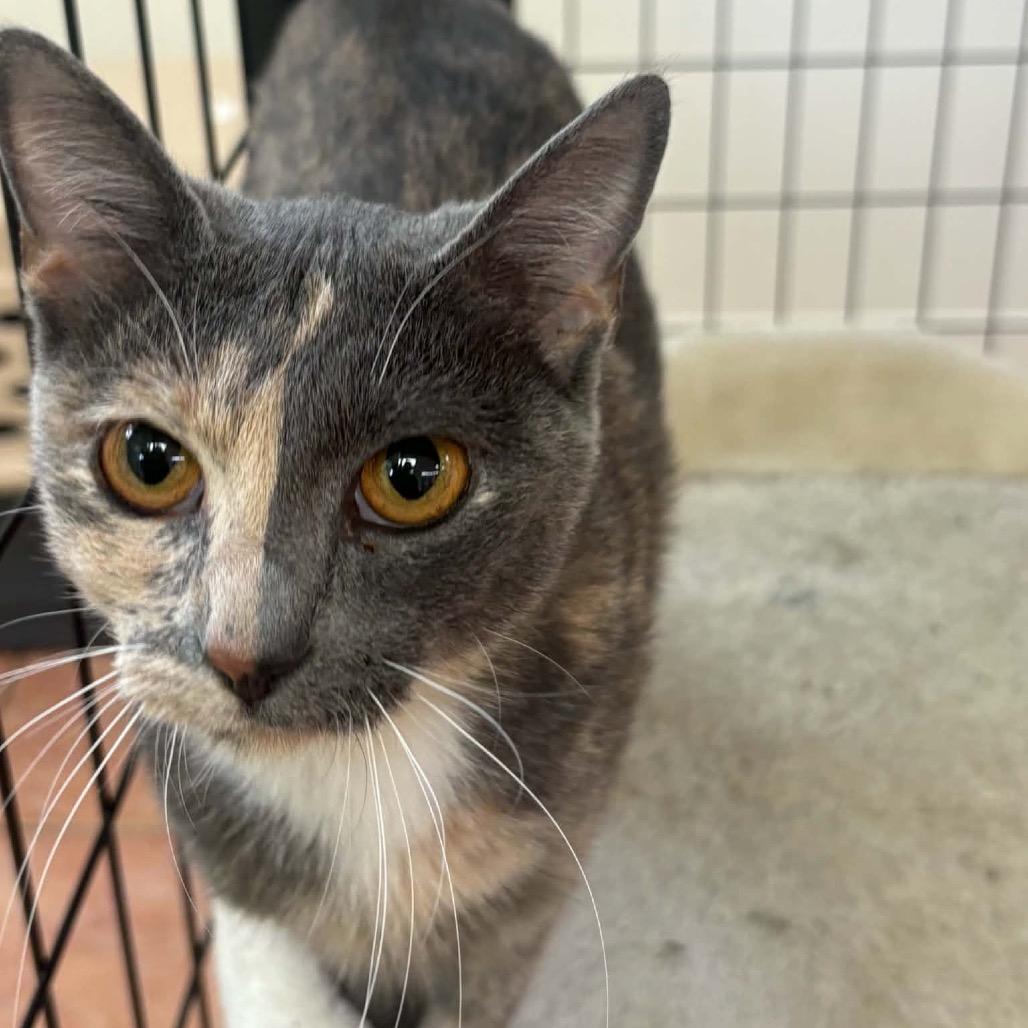 Hazel, Adoptable, Adult Female Domestic Short Hair.