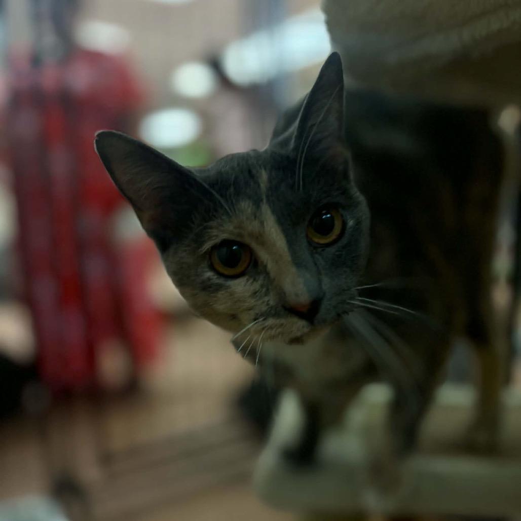 Hazel, a Adoptable Domestic Short Hair in Chillicothe, IL image 2/4