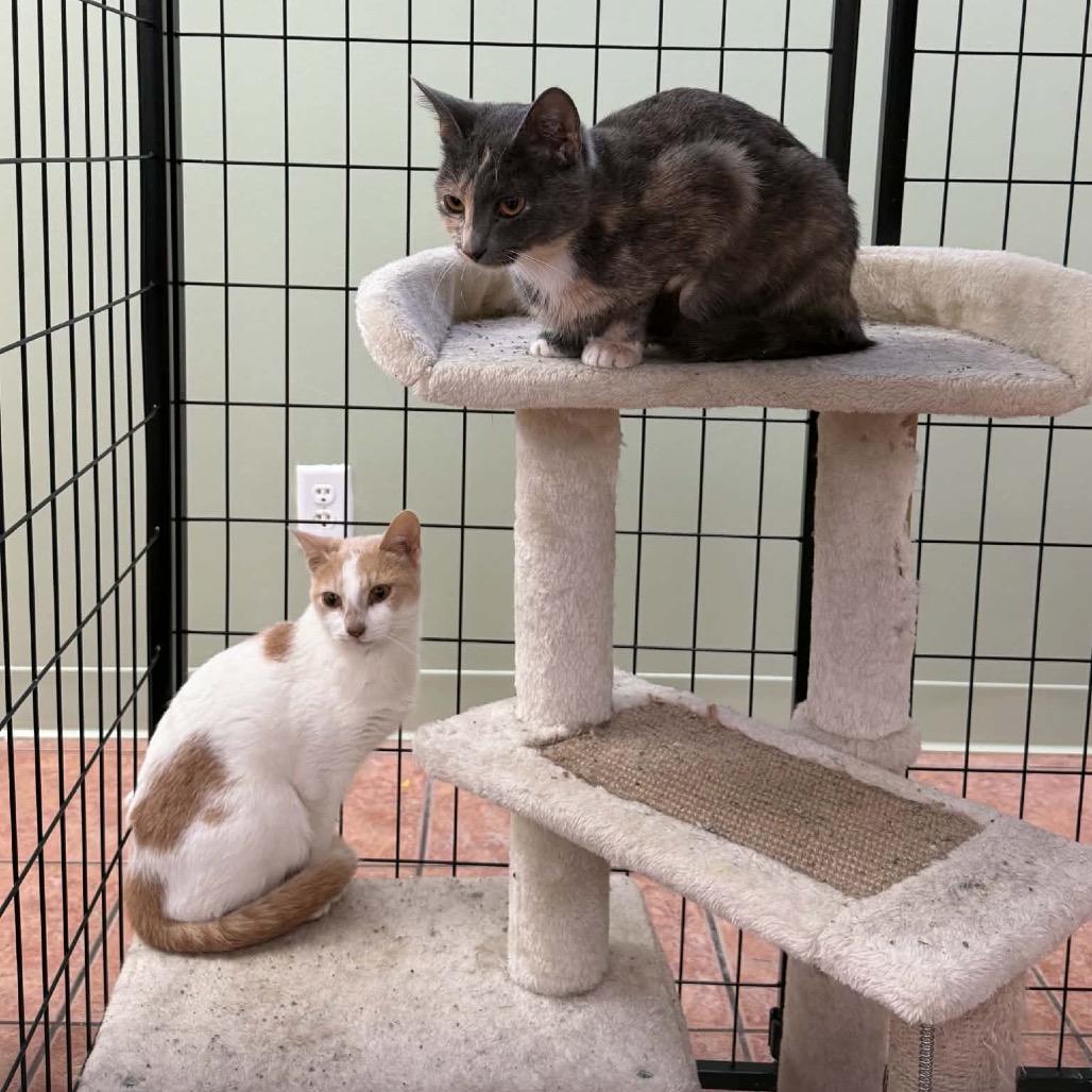 Hazel, a Adoptable Domestic Short Hair in Chillicothe, IL image 3/4