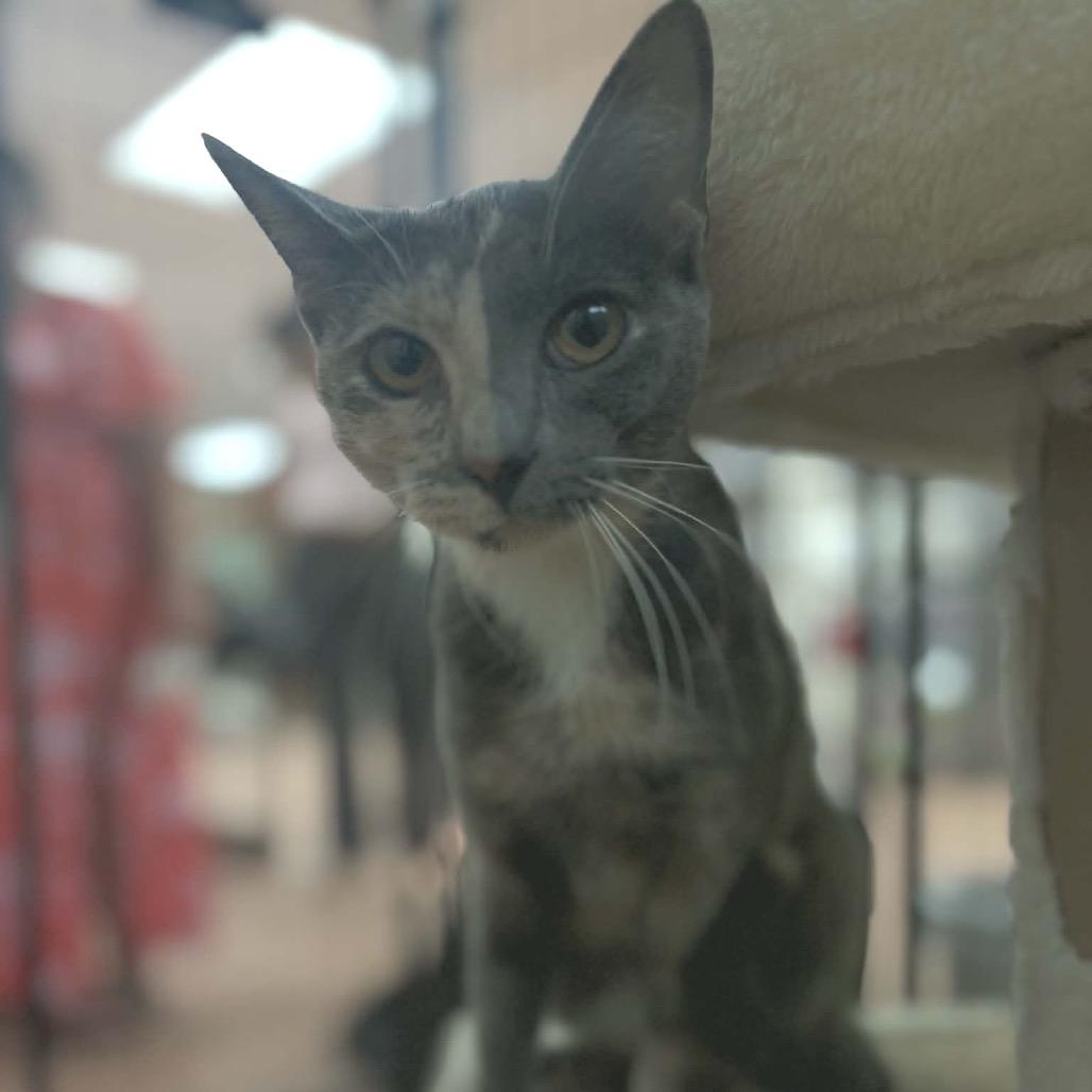 Hazel, a Adoptable Domestic Short Hair in Chillicothe, IL image 4/4