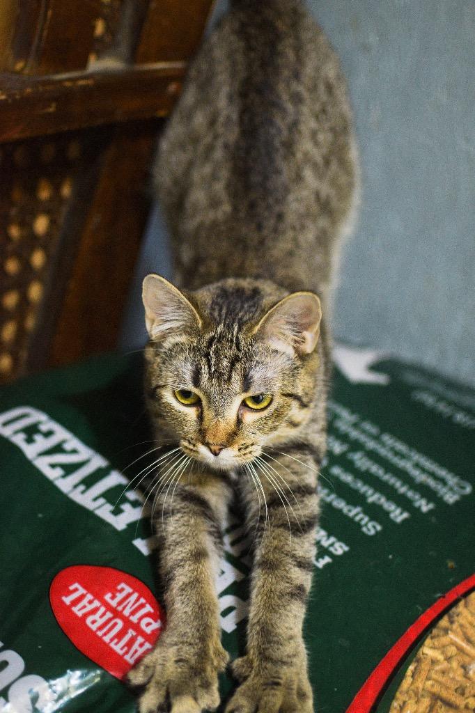 Bea, Adoptable, Young Female Domestic Short Hair.