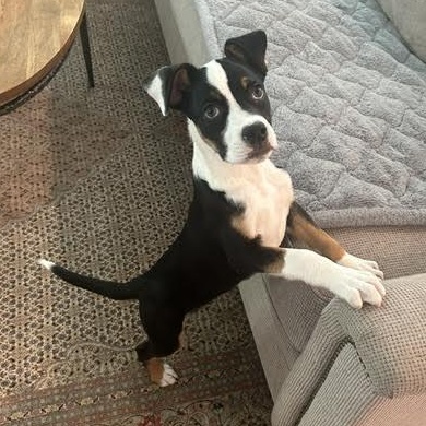 Taxi, an adopted mixed breed in Midlothian, VA image 1/6