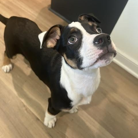 Taxi, an adopted mixed breed in Midlothian, VA image 6/6