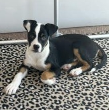 Taxi, an adopted mixed breed in Midlothian, VA image 3/6