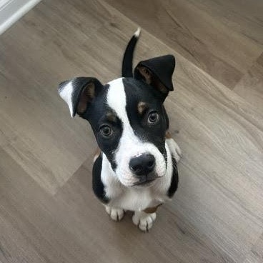 Taxi, an adopted mixed breed in Midlothian, VA image 2/6