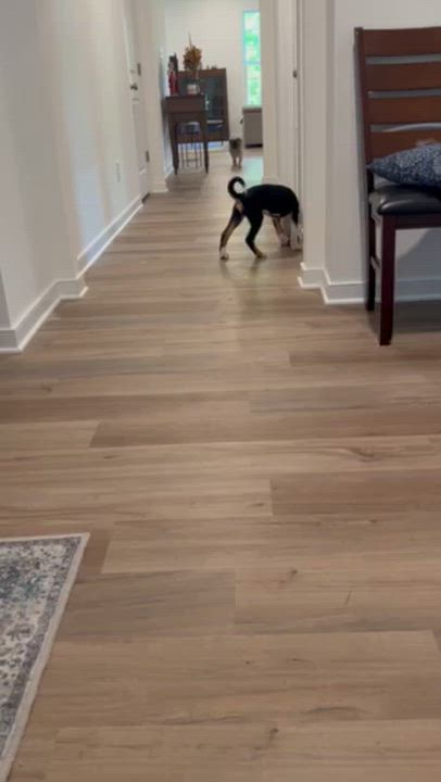 Enlarge Taxi, an adopted mixed breed in Midlothian, VA video 5/6