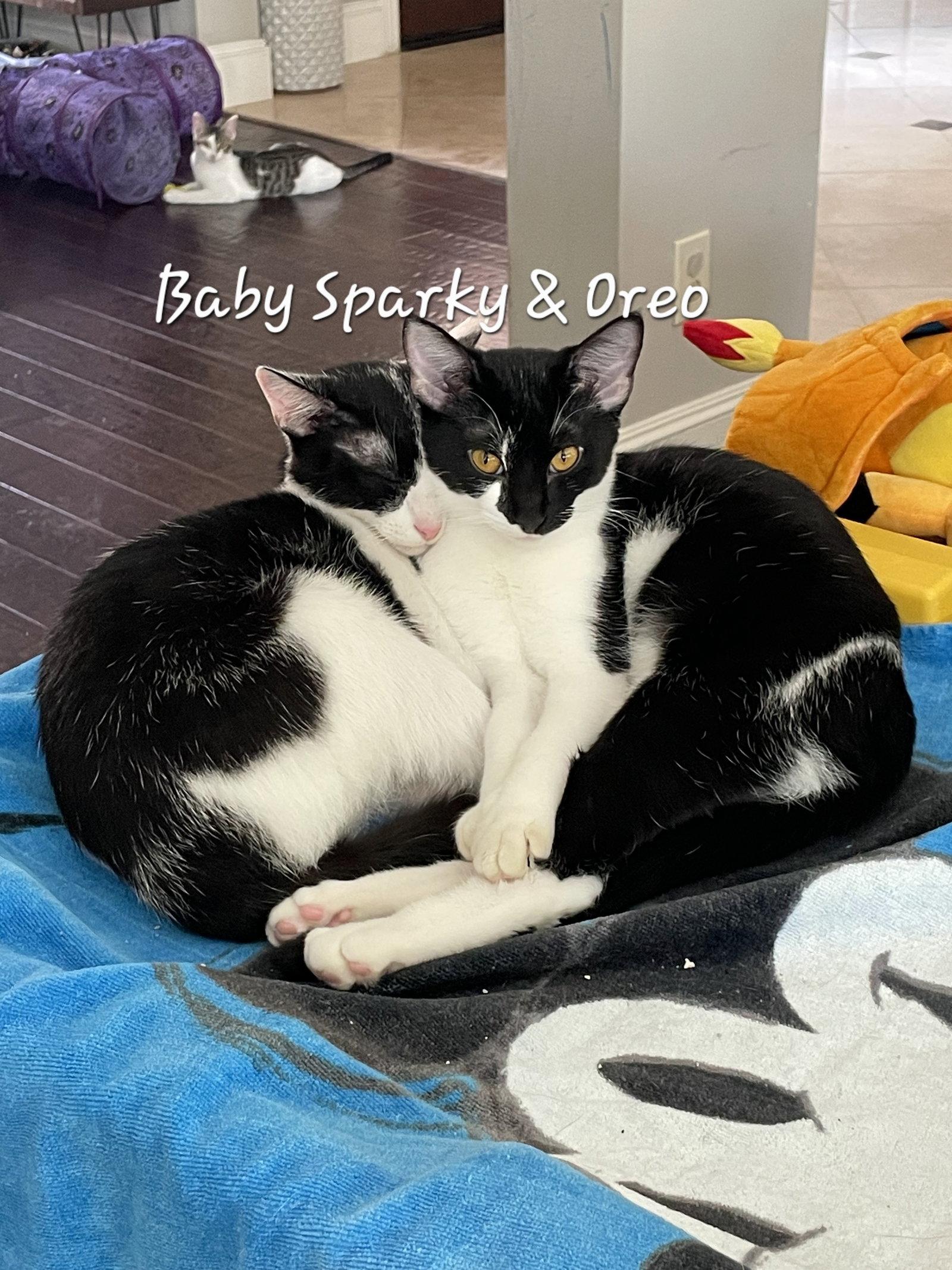 Oreo  #milk-&-cookies-cat, Adopted, Young Female American Shorthair.