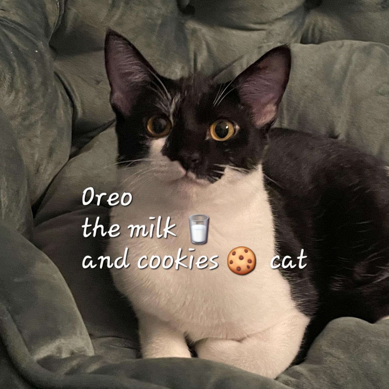 Enlarge Oreo  #milk-&-cookies-cat, a Adopted American Shorthair in Houston, TX image 2/3