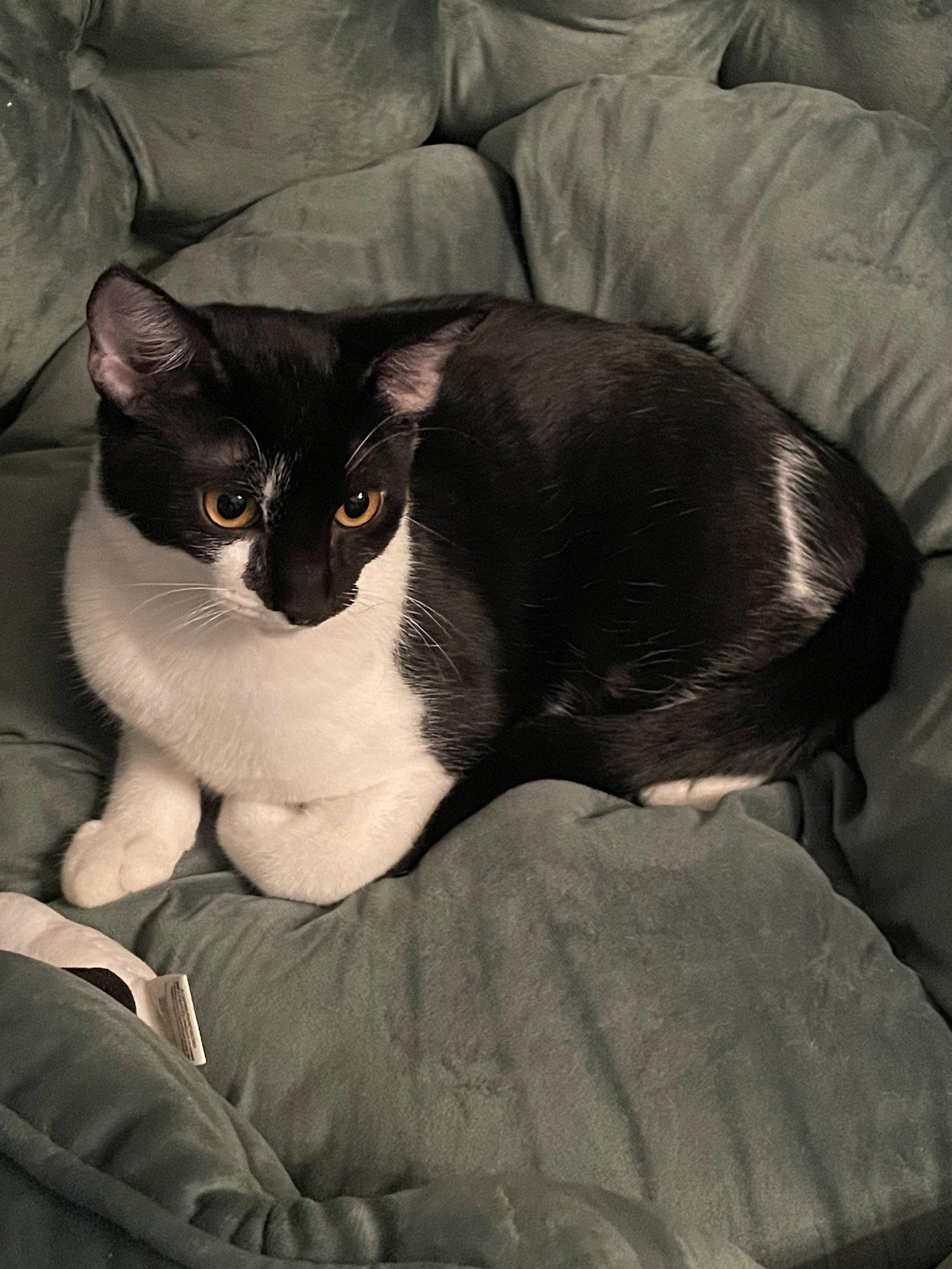 Enlarge Oreo  #milk-&-cookies-cat, a Adopted American Shorthair in Houston, TX image 3/3