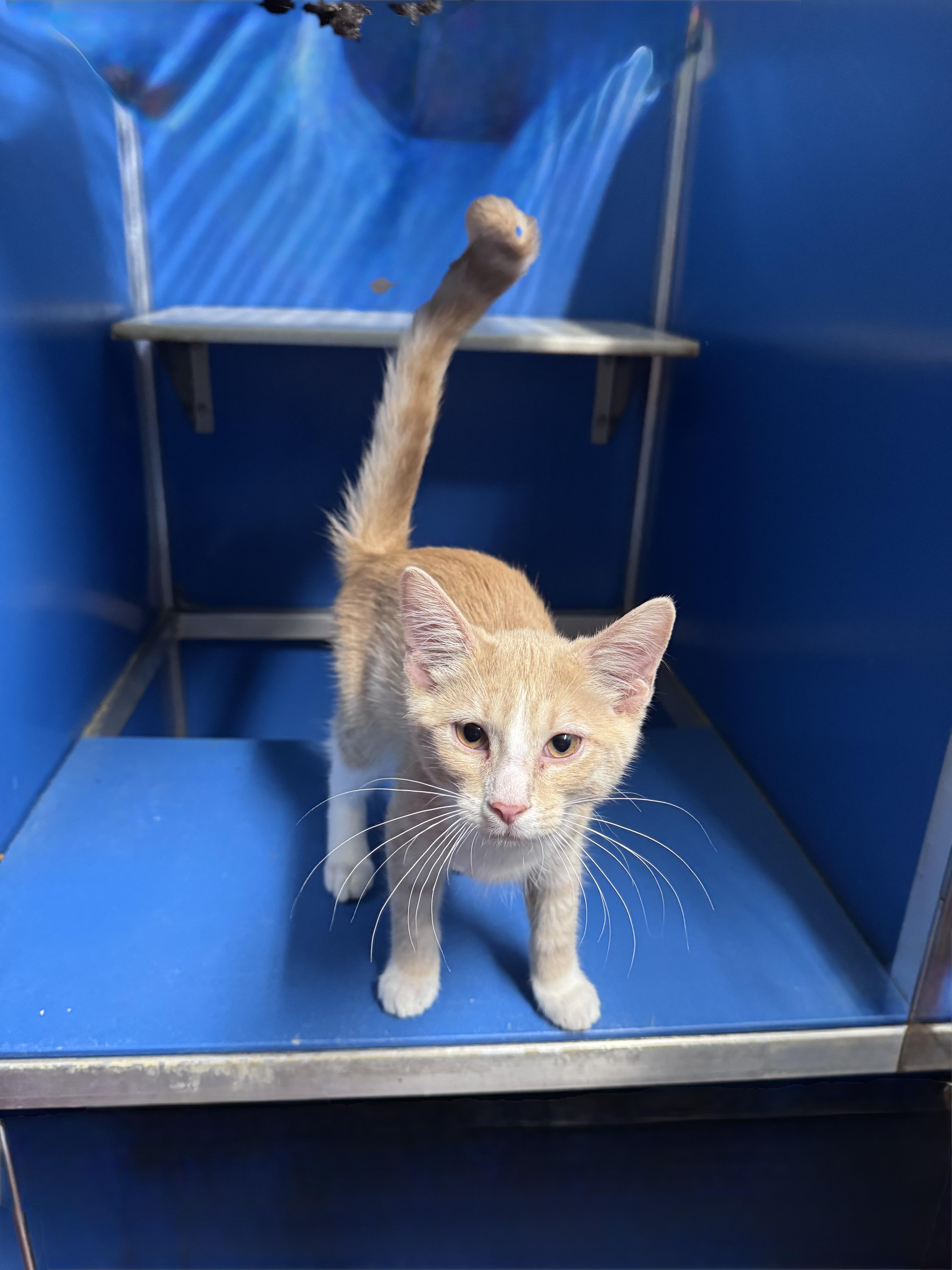 Steve, adopted, Kitten Male Domestic Short Hair.