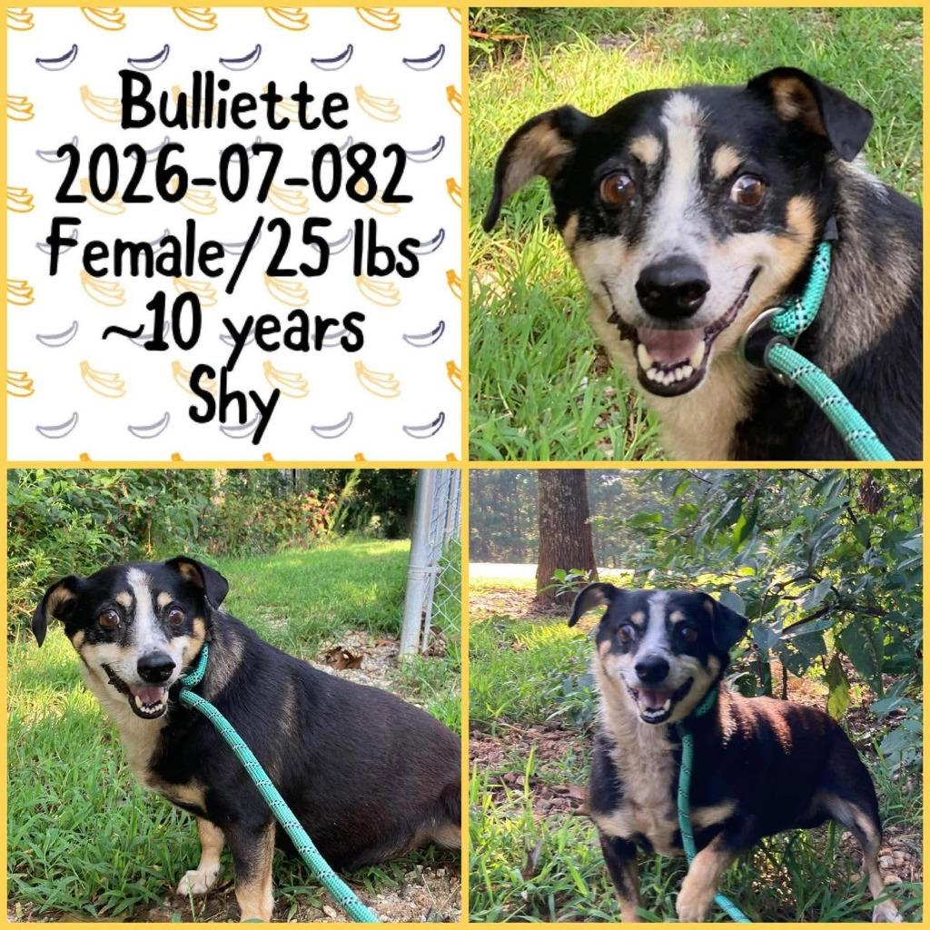 Enlarge 2026-07-082 *Julliet*, a Adoptable Australian Shepherd in Winder, GA image 2/4