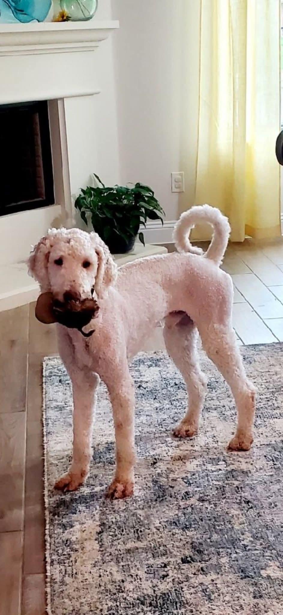 Mochi, Adoptable, Adult Male Standard Poodle.