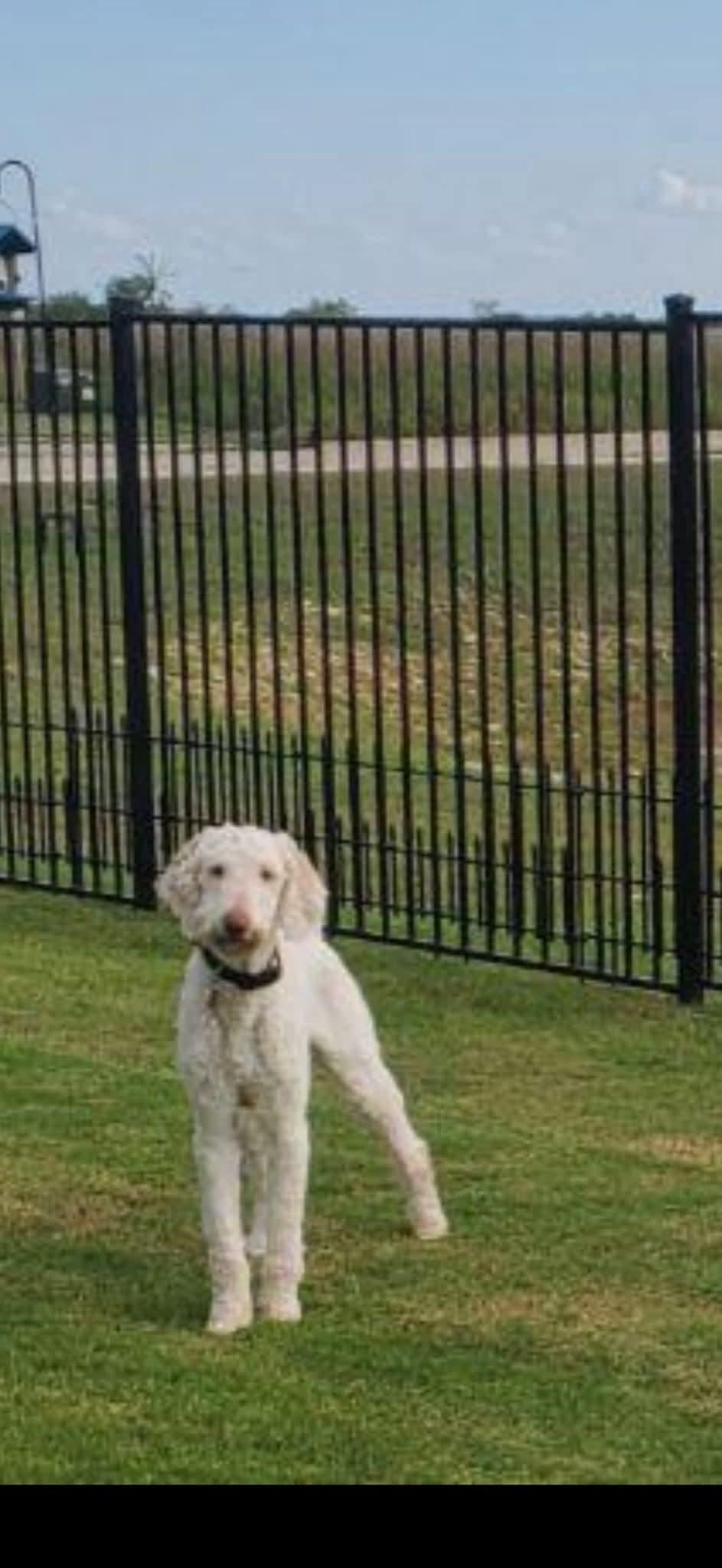 Mochi, a Adoptable Standard Poodle in Dallas, TX image 2/2