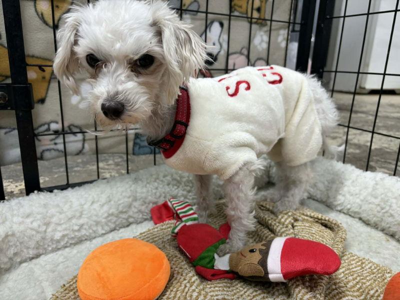 Valerie, a Adoptable Maltese in Mukwonago, WI image 1/2