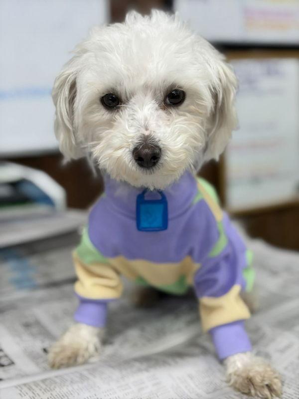Enlarge Valerie, a Adoptable Maltese in Mukwonago, WI image 2/3