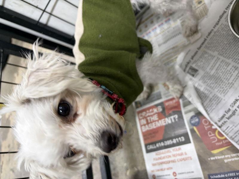 Valerie, a Adoptable Maltese in Mukwonago, WI image 2/2