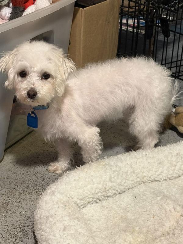 Enlarge Valerie, a Adoptable Maltese in Mukwonago, WI image 3/3