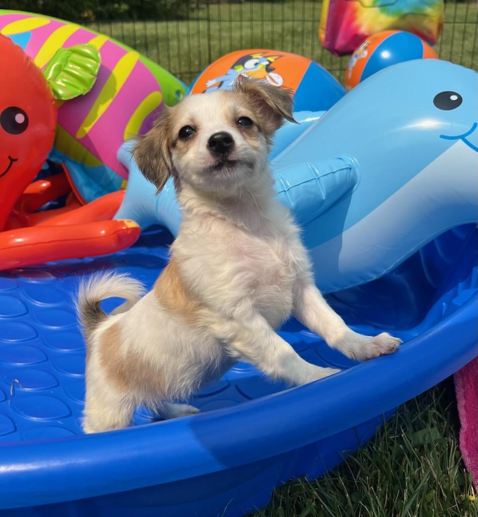 SILVIA, an adopted mixed breed in Belmont, NY image 2/3