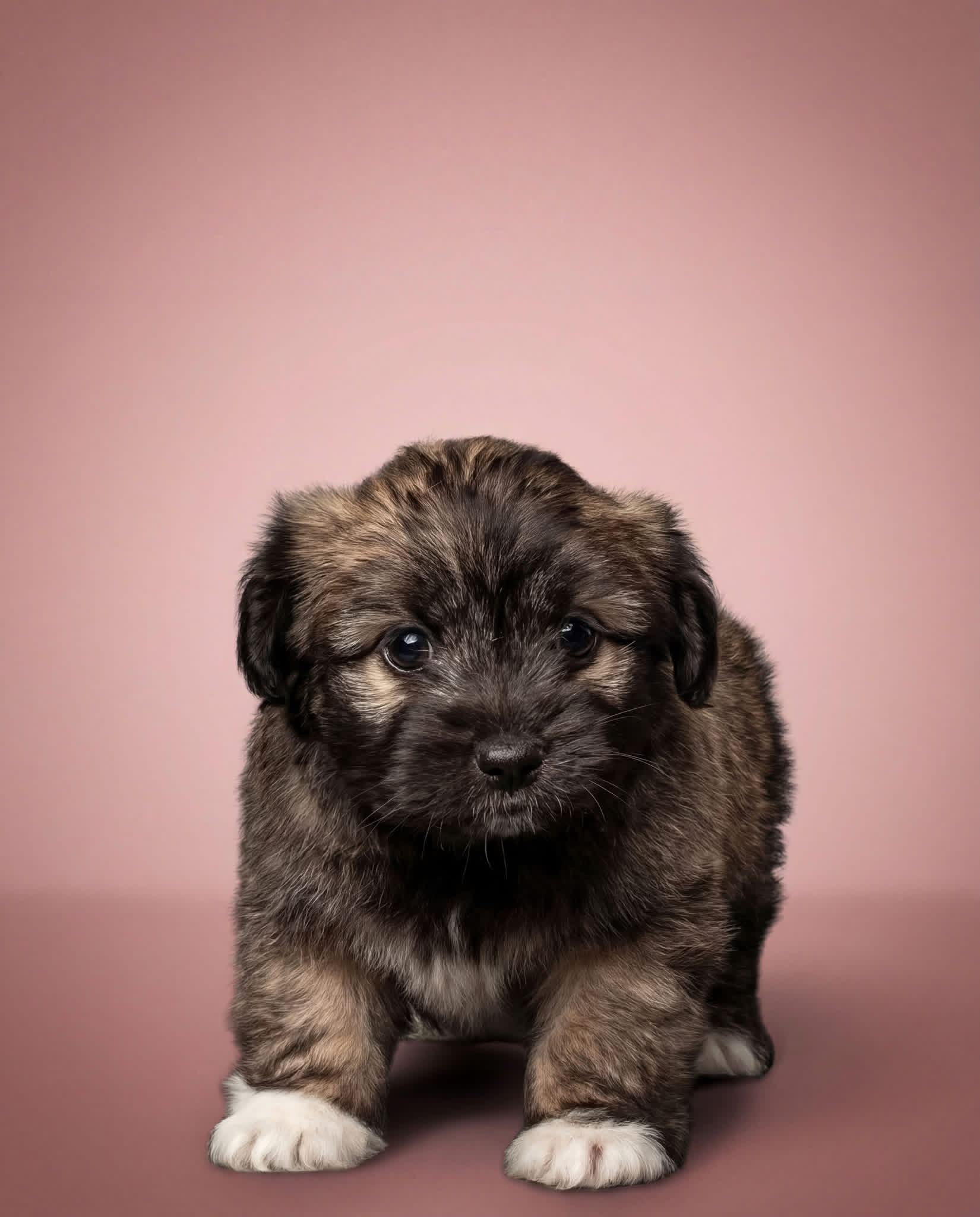 Enlarge Daphne , a ADOPTABLE mixed breed in Aiken, SC image 1/2