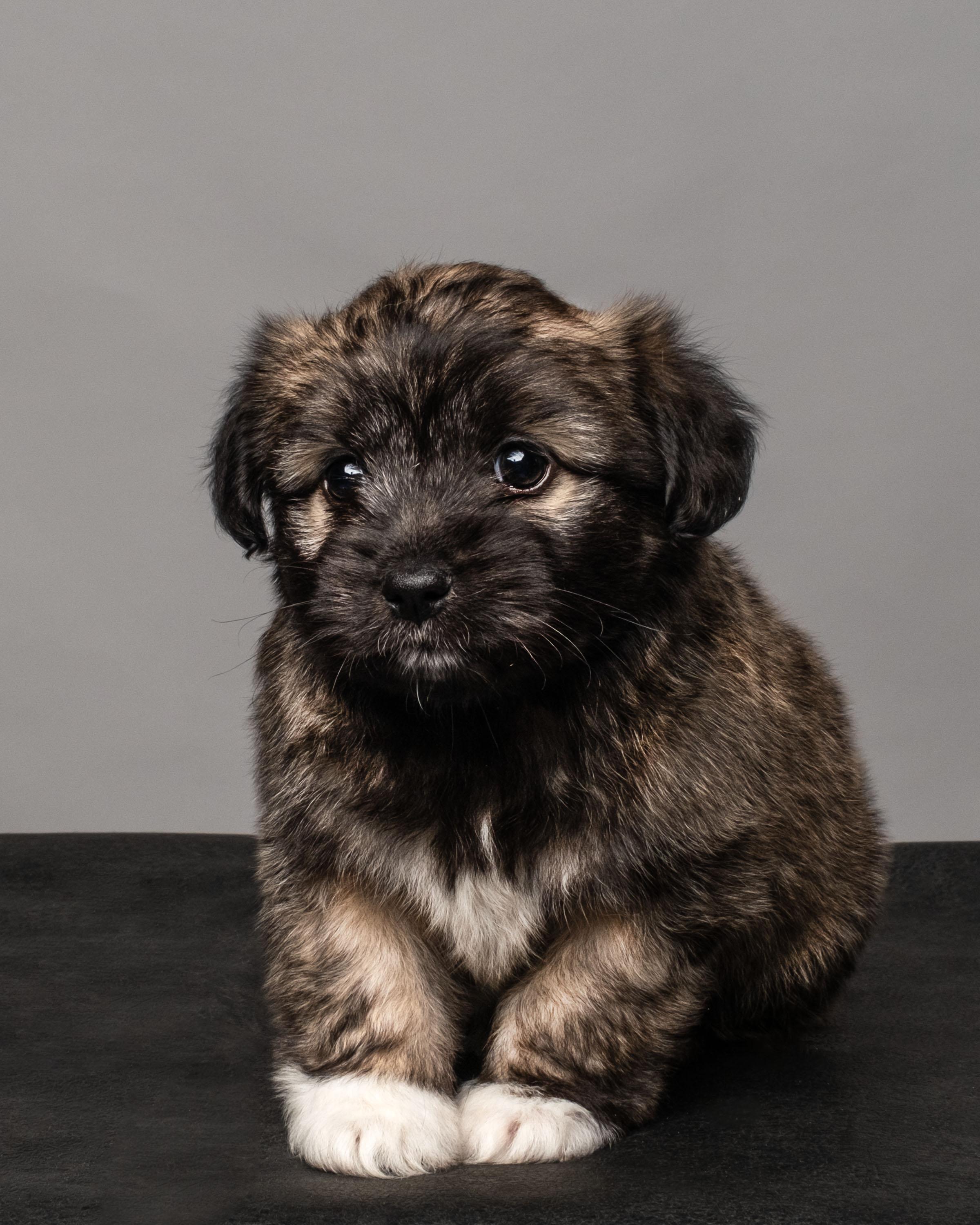 Enlarge Daphne , a ADOPTABLE mixed breed in Aiken, SC image 2/2