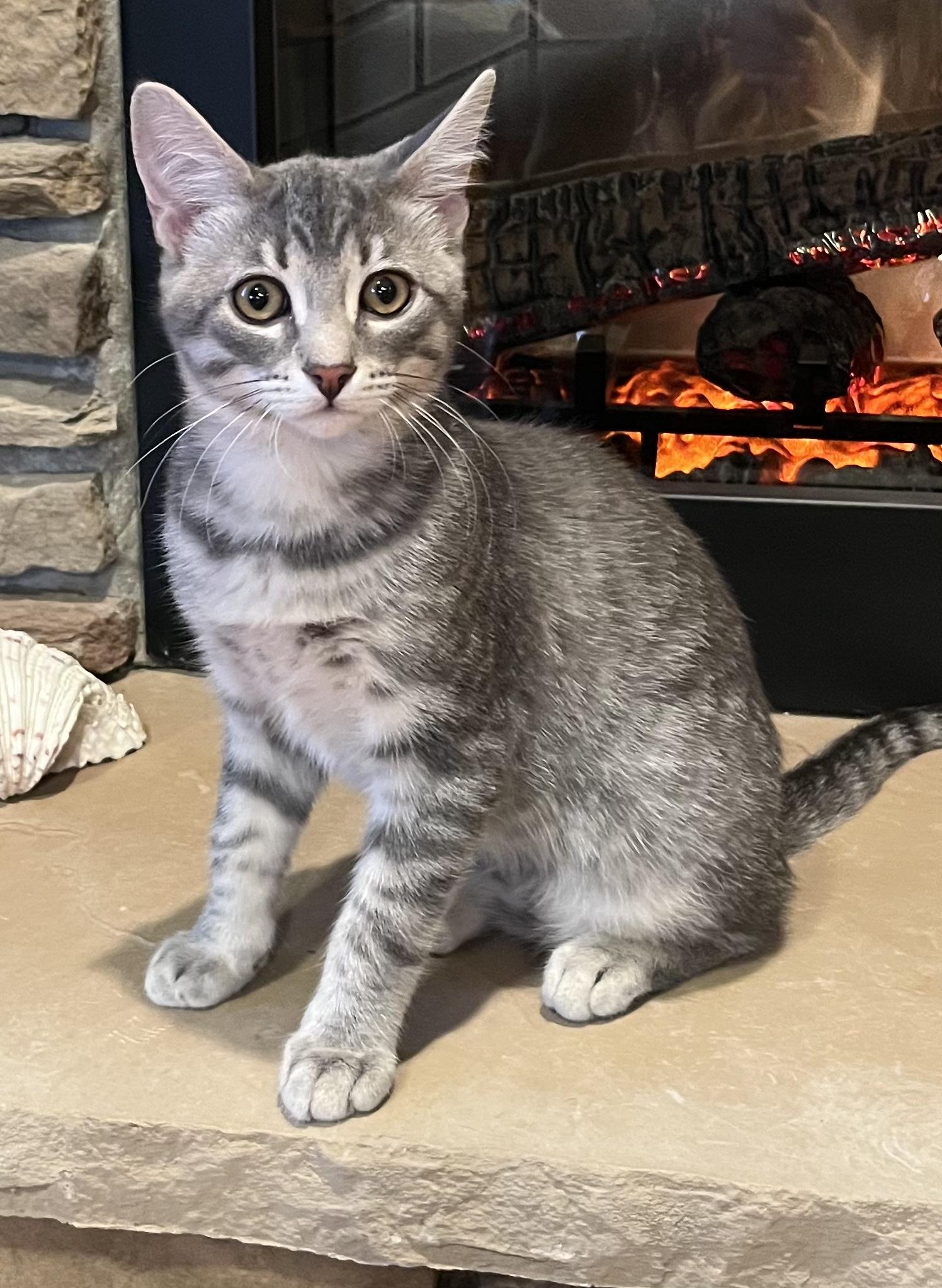 Curt, Adoptable, Young Male Domestic Short Hair.