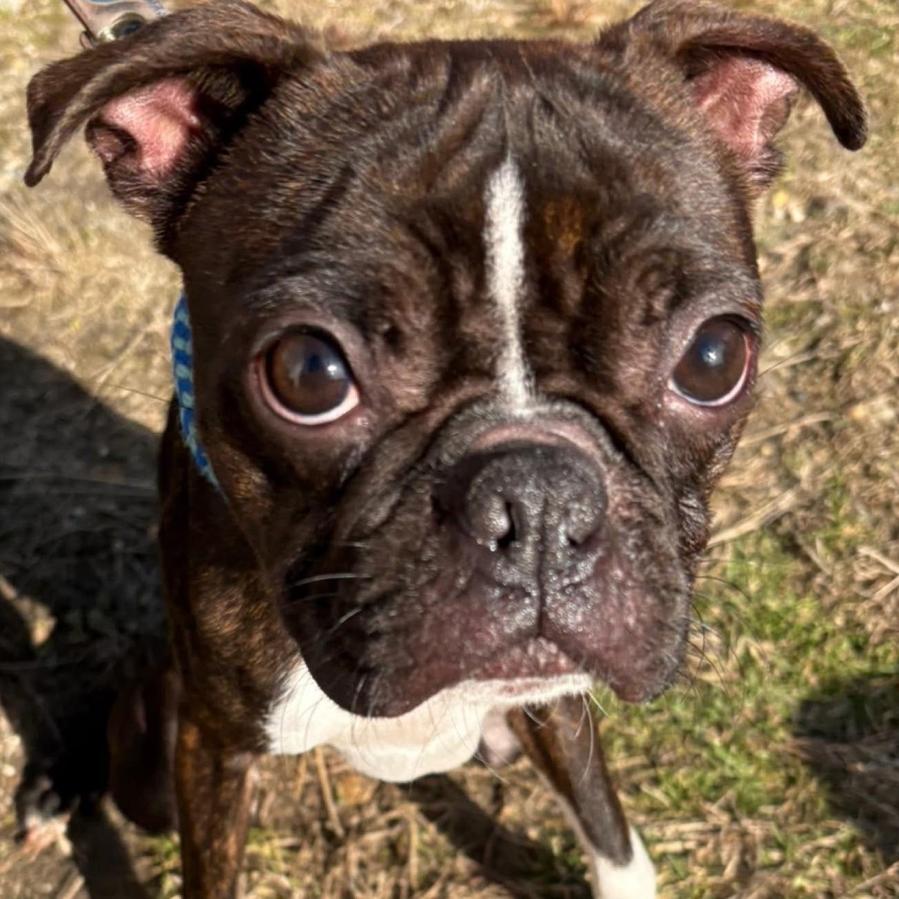 Sonny , ADOPTABLE, Adult Male Boston Terrier.