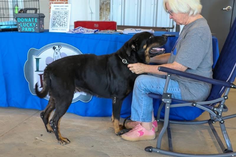 Enlarge Lavender, a Adoptable Rottweiler in Nocona, TX image 1/1