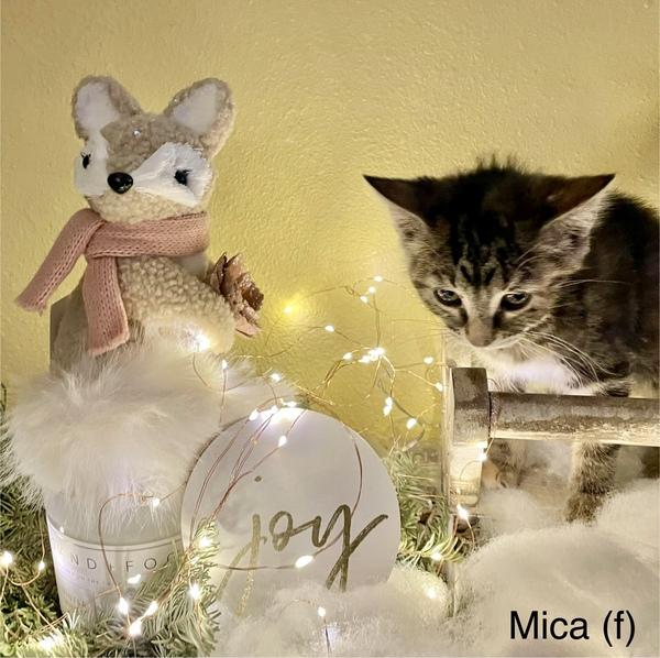 Mika, ADOPTABLE, Kitten Female Domestic Short Hair.