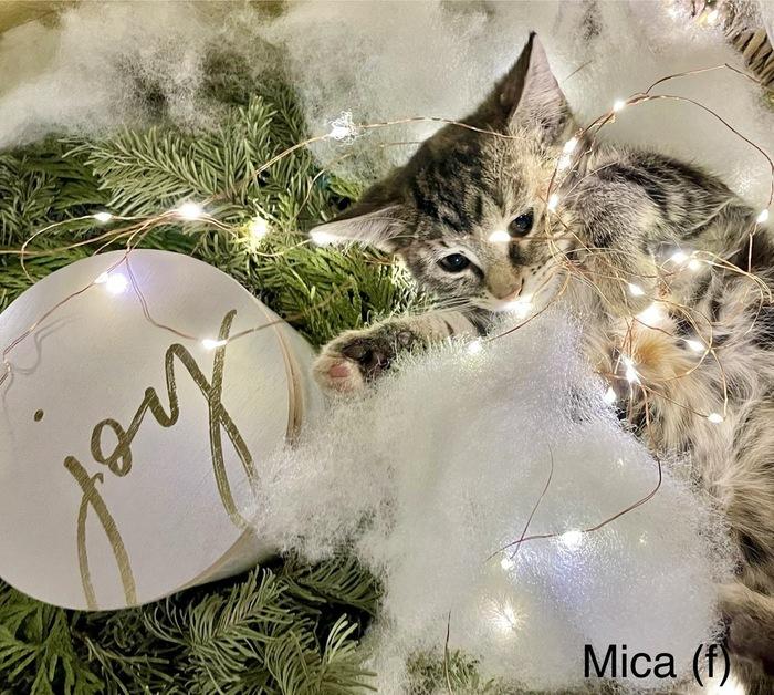 Enlarge Mika, a ADOPTABLE Domestic Short Hair in Denver, CO image 3/3