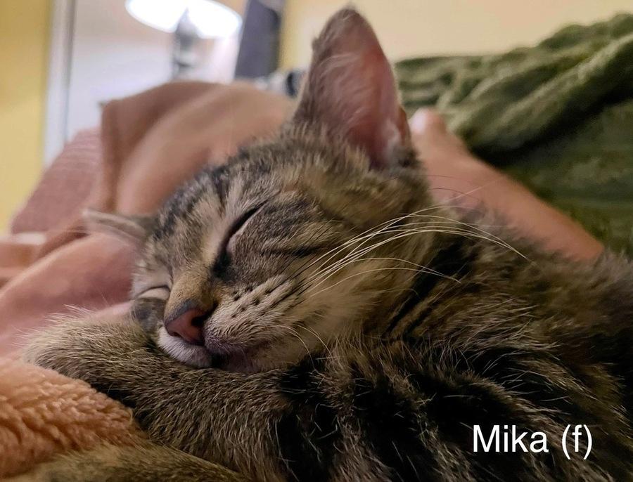 Enlarge Mika, a ADOPTABLE Domestic Short Hair in Denver, CO image 2/3