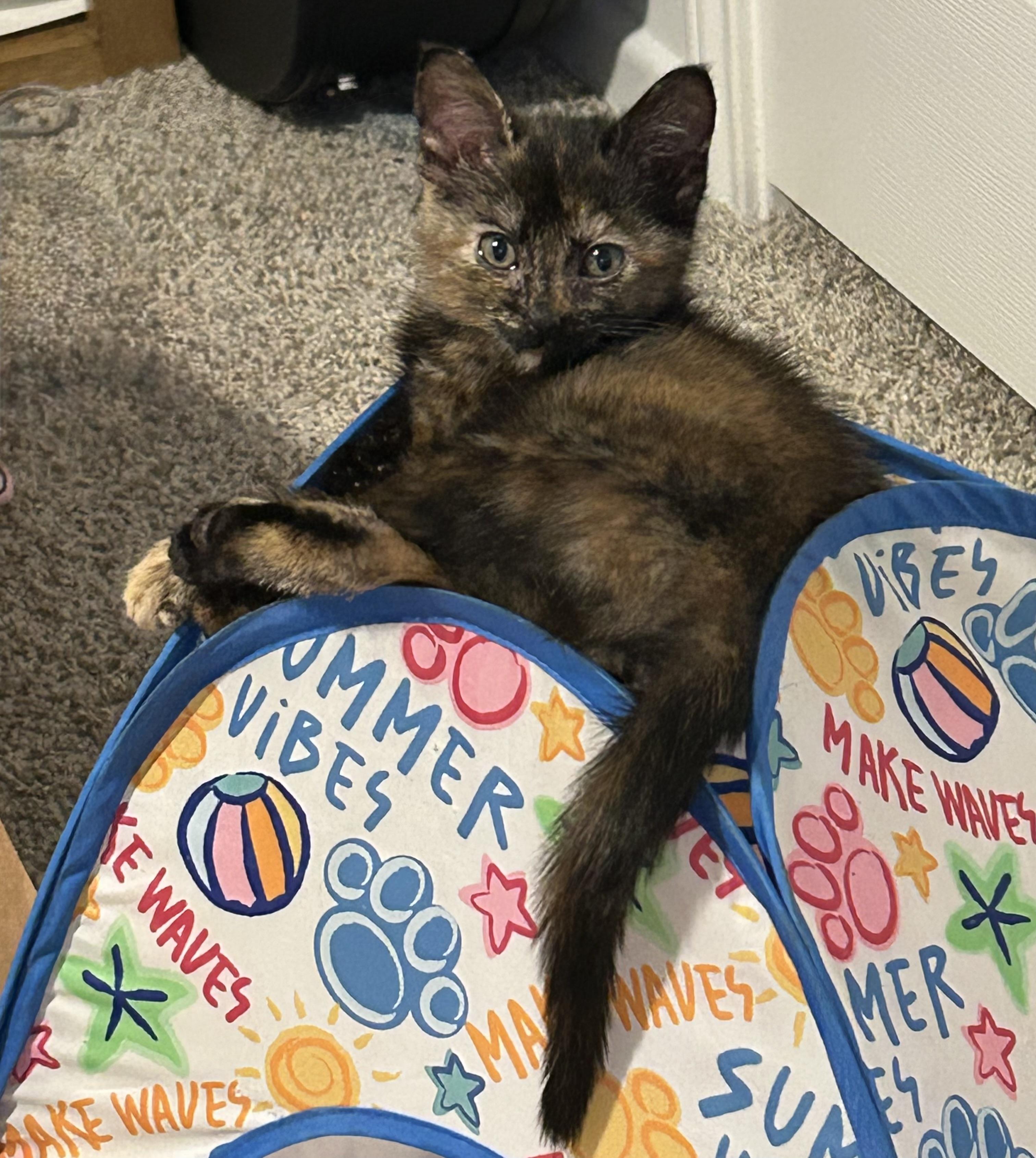 Turtle, ADOPTABLE, Kitten Female American Shorthair.