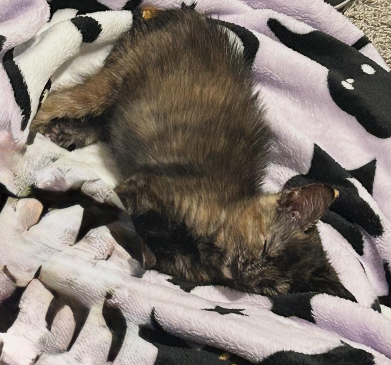 Turtle, a ADOPTABLE American Shorthair in Austin, TX image 2/2