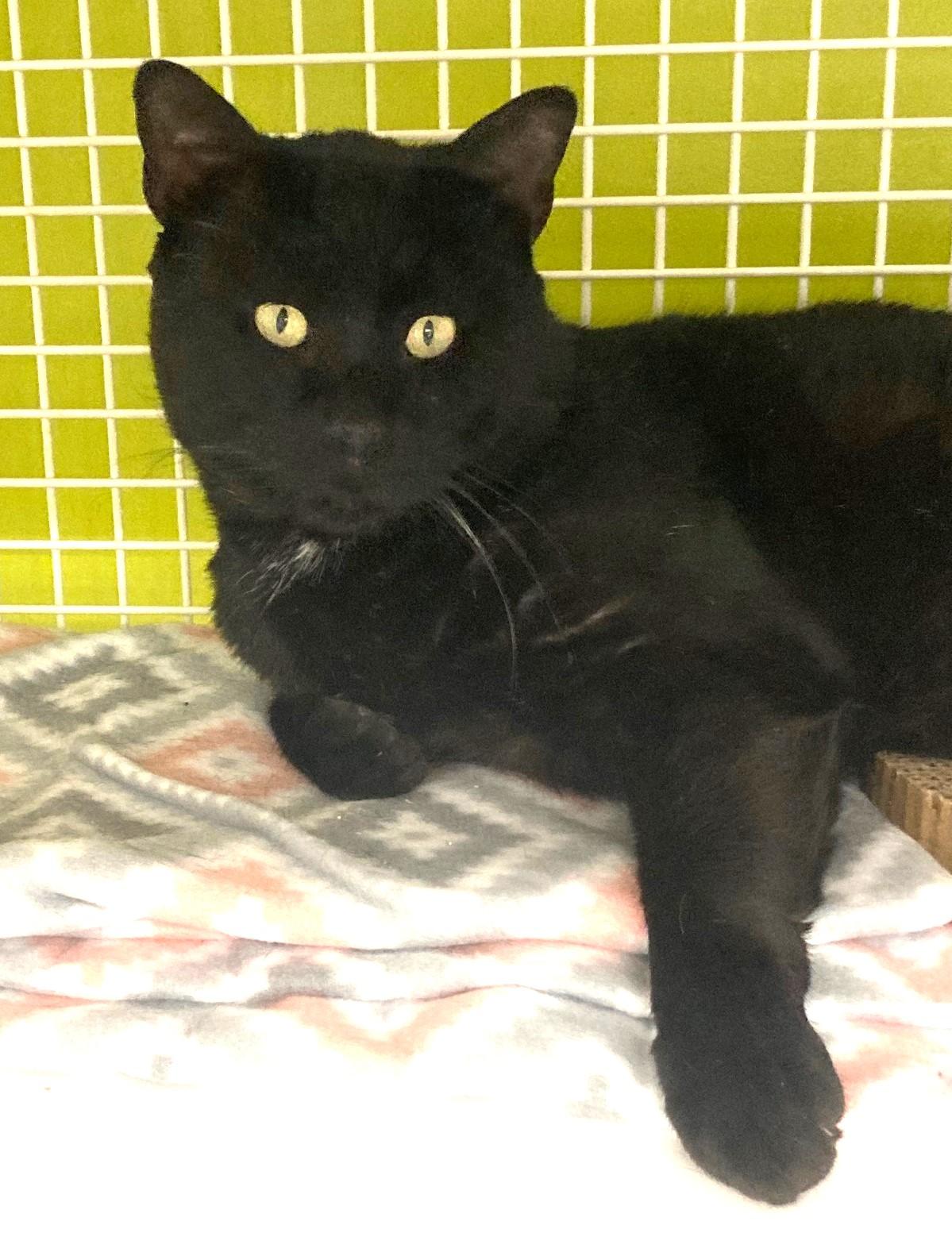 Enlarge Panther, a Adopted Domestic Short Hair in Bridgeport, CT image 2/3