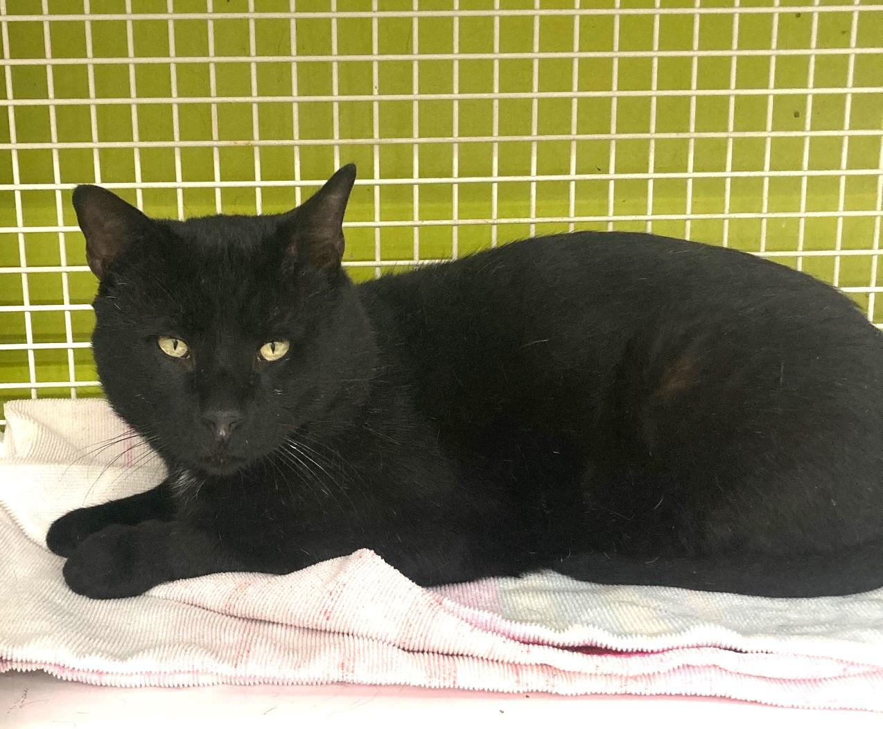 Enlarge Panther, a Adopted Domestic Short Hair in Bridgeport, CT image 3/3